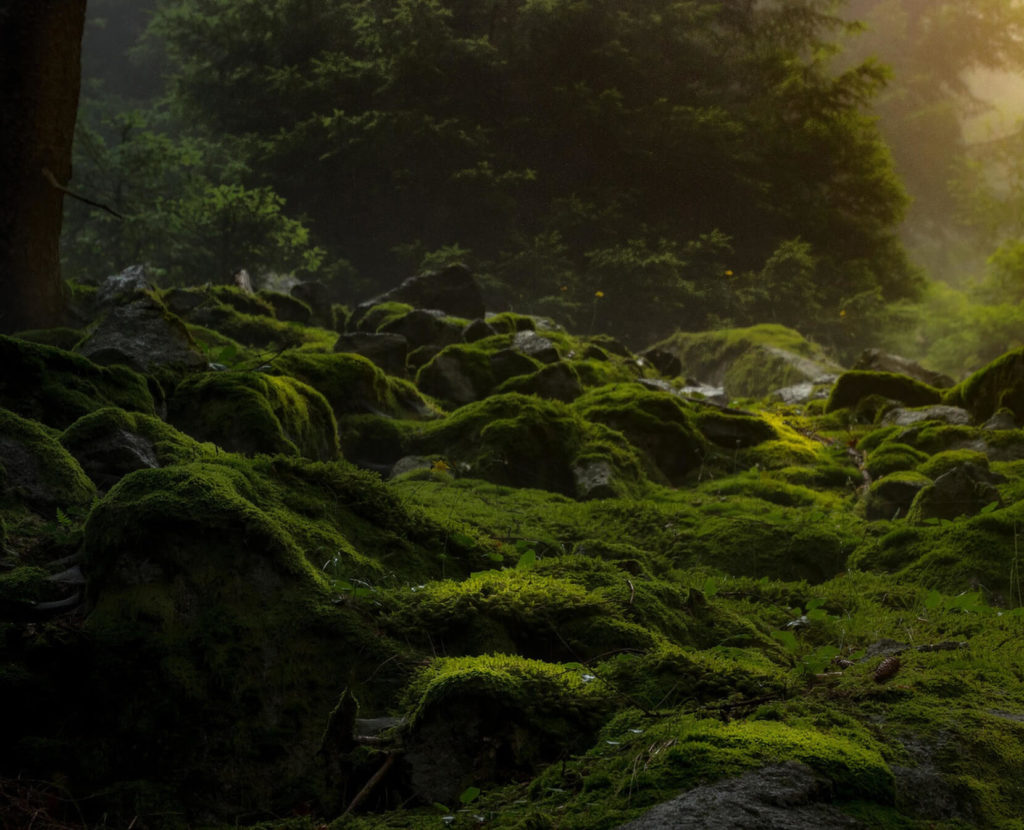 Sauvez la forêt de Brocéliande